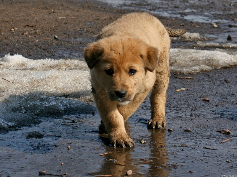 Light-brown Puppy — Brown, Neutral