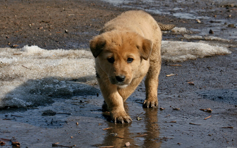 Light-brown Puppy — Brown, Neutral, Winter