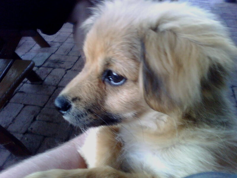 Light-brown Puppy — Brown