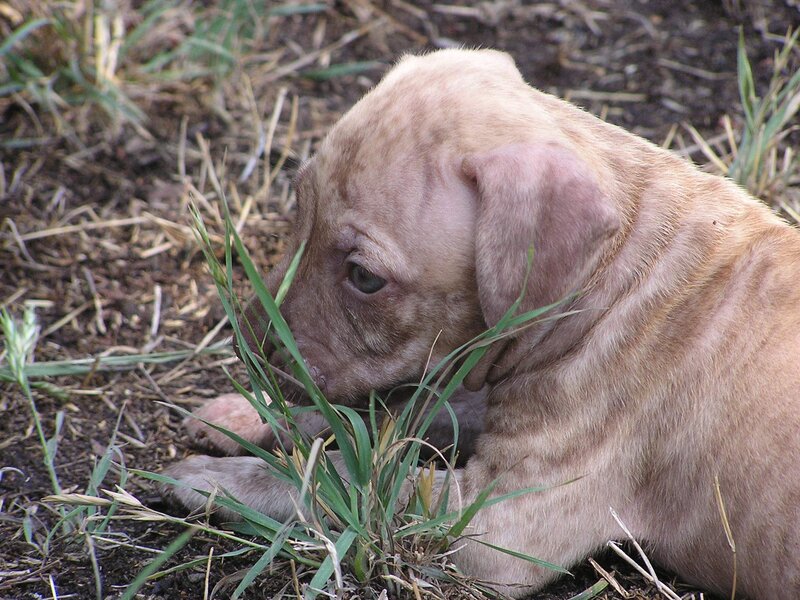 Light Brown Puppy — Calm