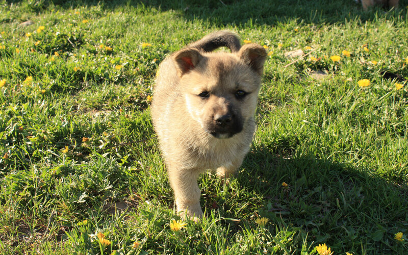 Light-brown Puppy in Grass