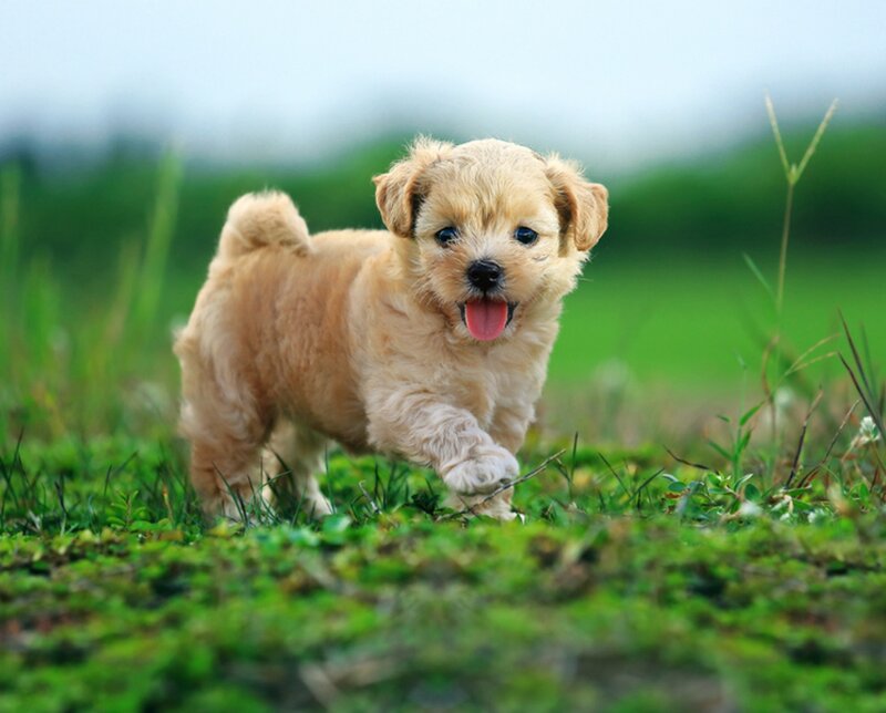 Light-brown Puppy Running