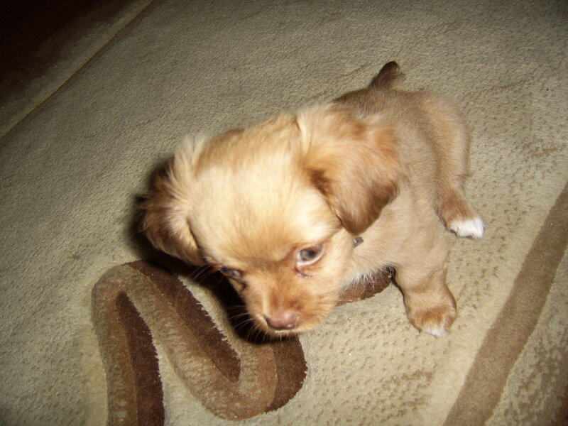 Light Brown Puppy