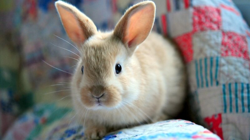 Light Brown Rabbit — Beige, Calm