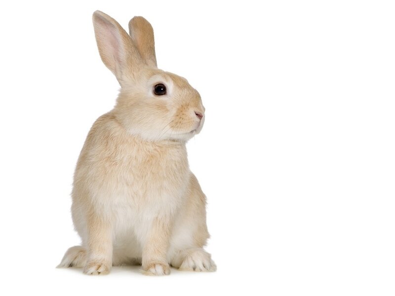 Light Brown Rabbit — Beige