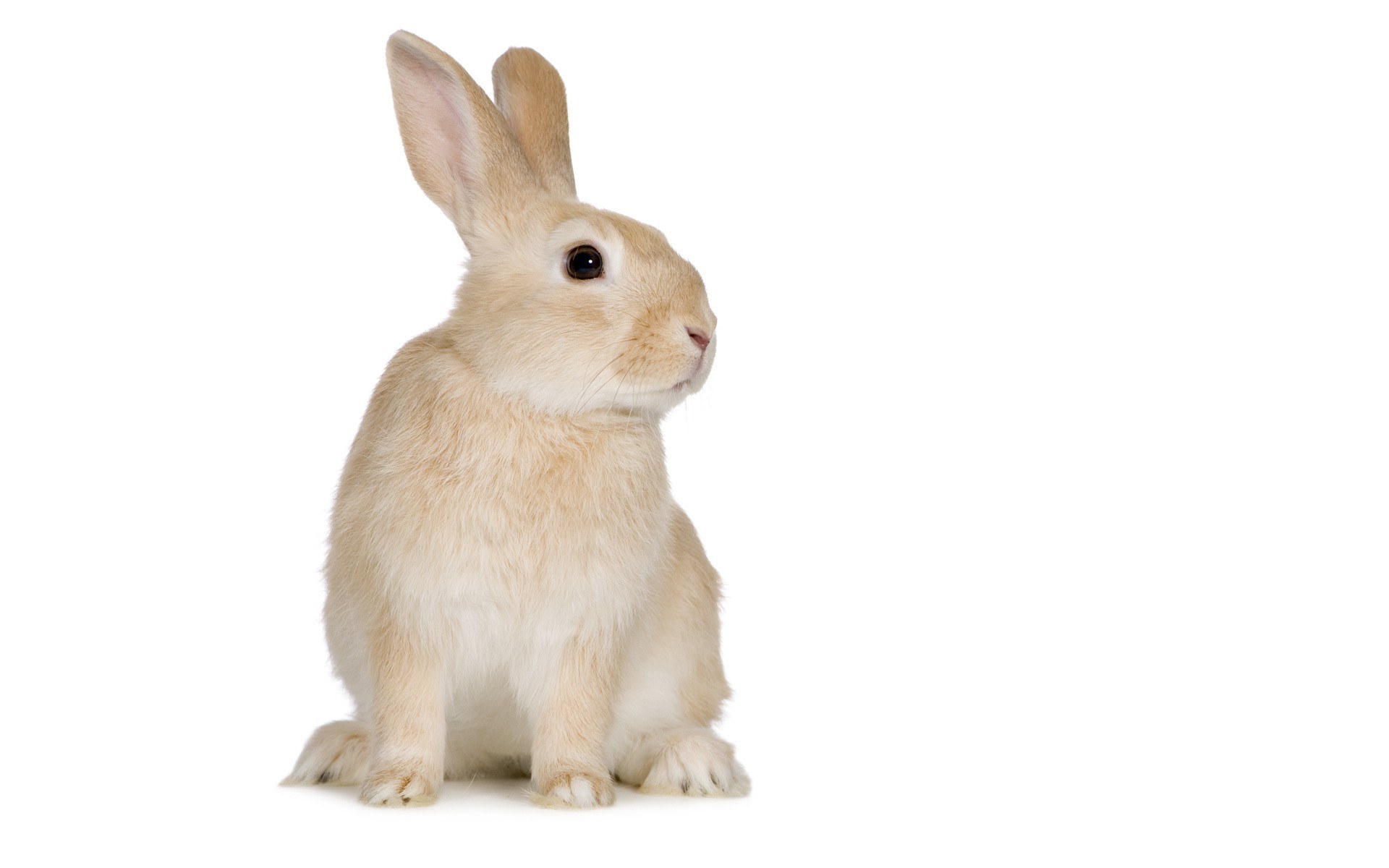 light brown rabbit sitting