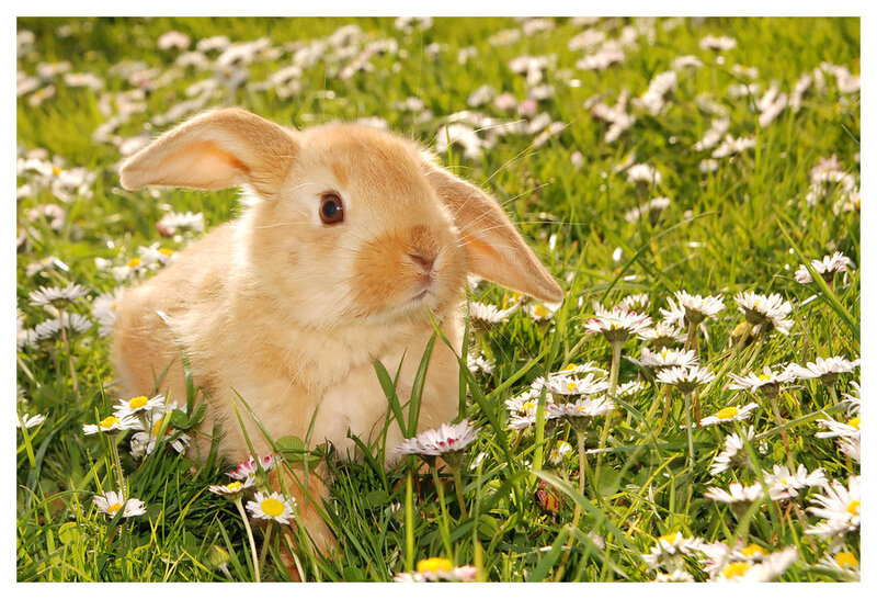 Light Brown Rabbit