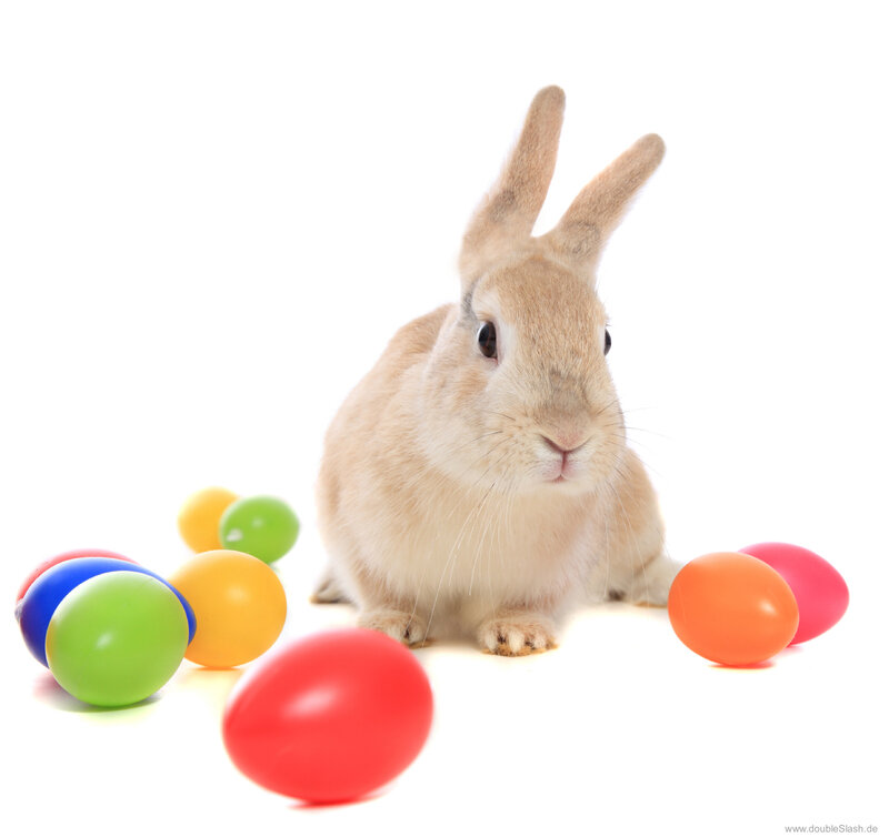 Light Brown Rabbit — White