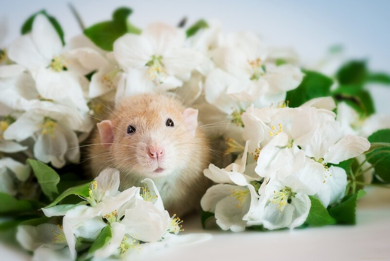 Light Brown Rat in Flowers