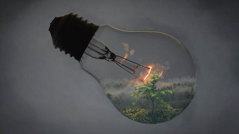 Light Bulb with Forest Scene