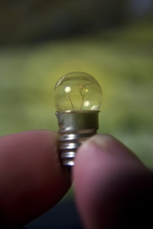 Light bulb with insect inside