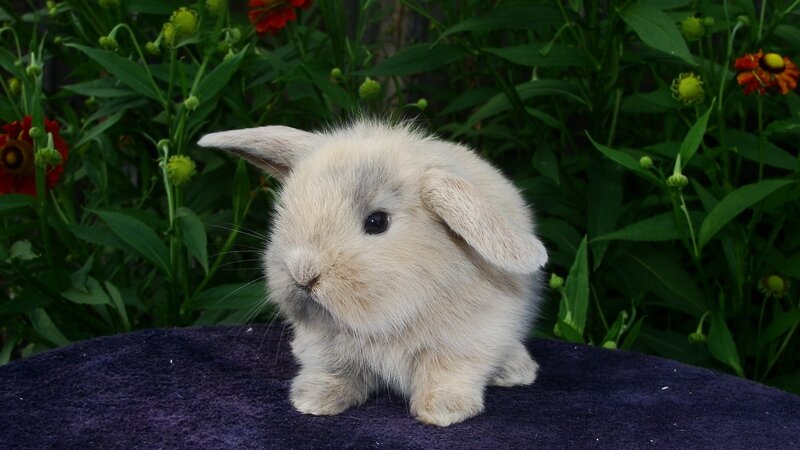 Light-colored Bunny