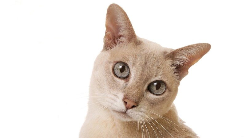 Light-colored Cat — Beige, Neutral