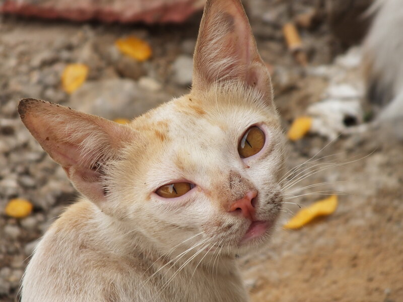 Light-colored Cat — Beige