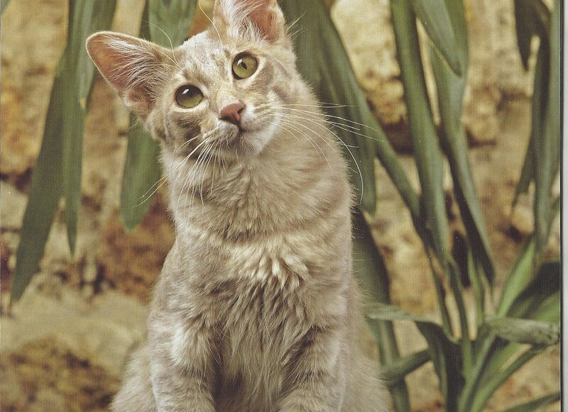 Light-colored Cat — Gray