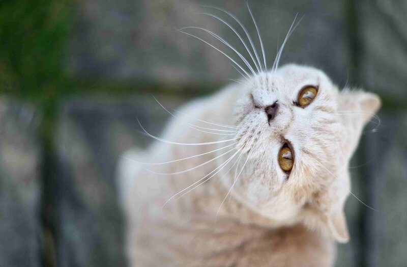 Light-colored Cat Looking Up