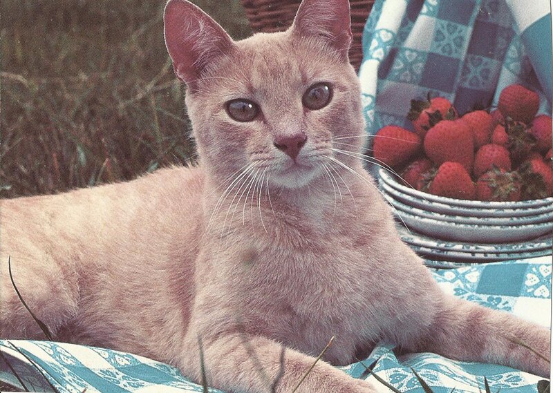 Light-colored Cat Lying — Blue
