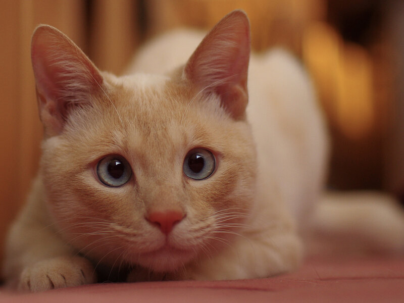 Light-colored Cat Lying — Cream