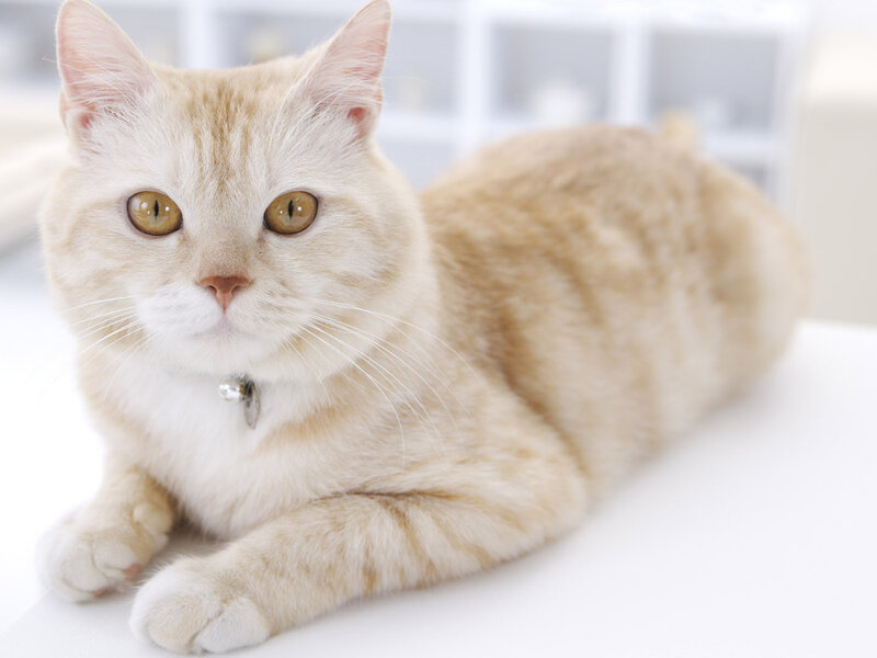 Light-colored Cat Lying Down — Cream