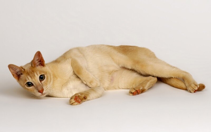 Light-colored Cat Lying Down