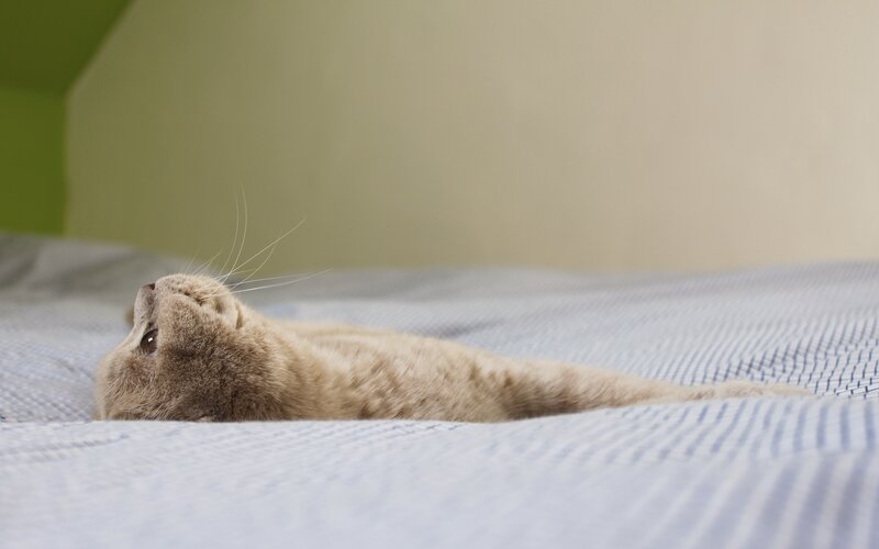 Light-colored Cat Lying