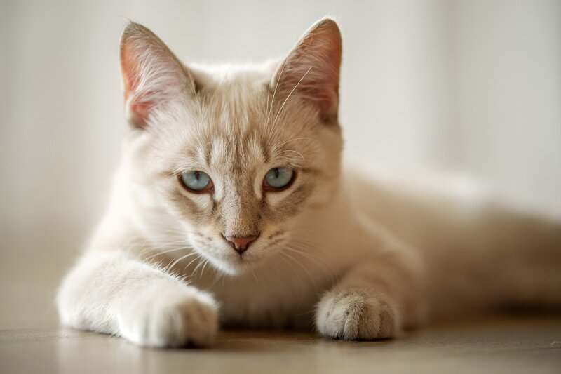 Light-colored Cat Lying — White, Calm, Photograph