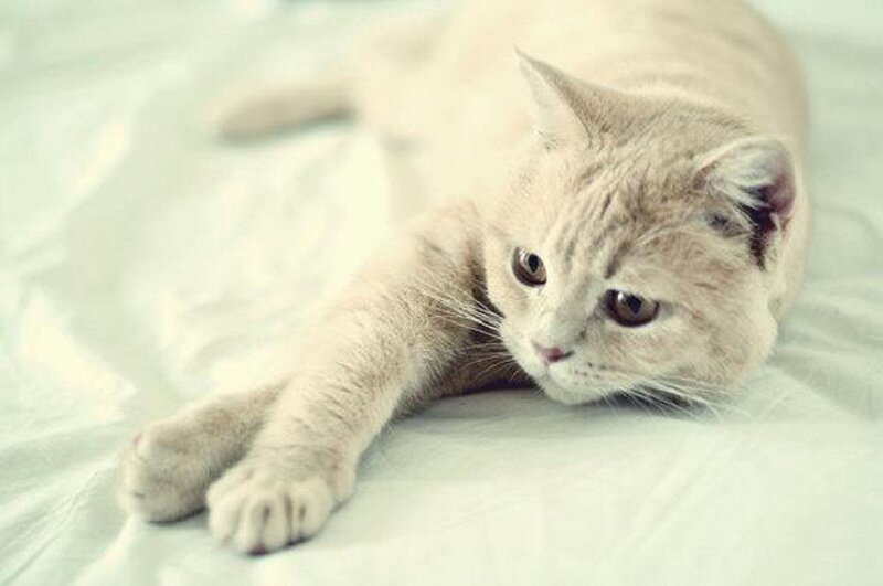 Light-colored Cat Lying — White, Calm