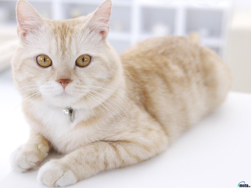 Light-colored Cat Lying — White