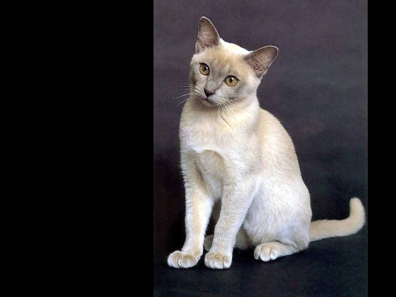 Light-colored Cat Sitting