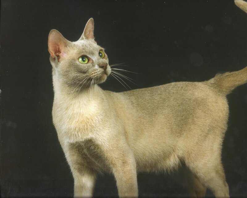 Light-colored Cat Standing — Gray