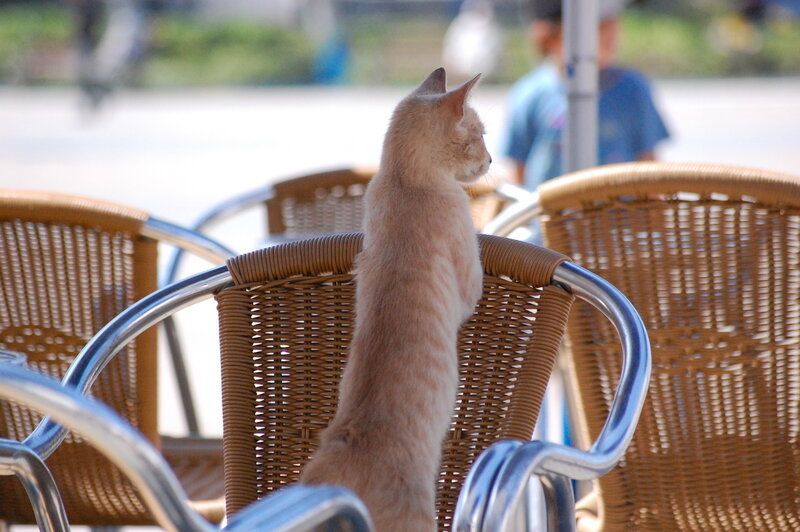 Light-colored Cat Standing