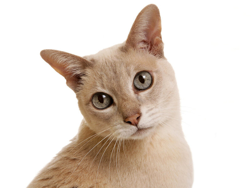 Light-colored Cat