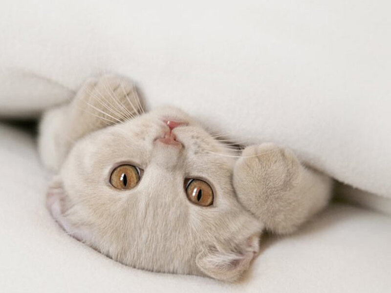Light-colored Cat under Blanket