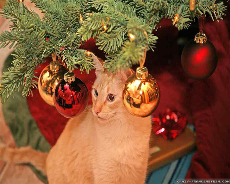 Light-colored Cat under Tree