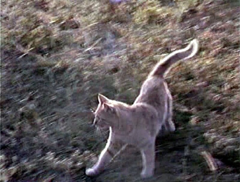 Light-colored Cat Walking