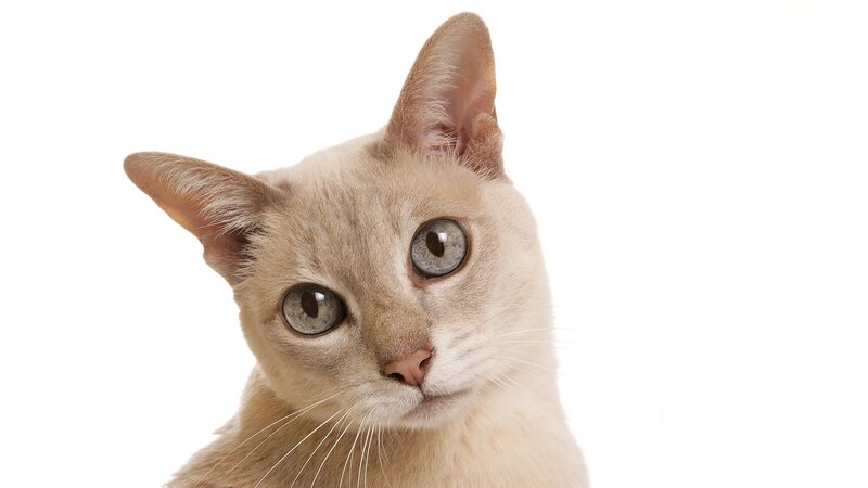 Light-colored Cat — White, Neutral
