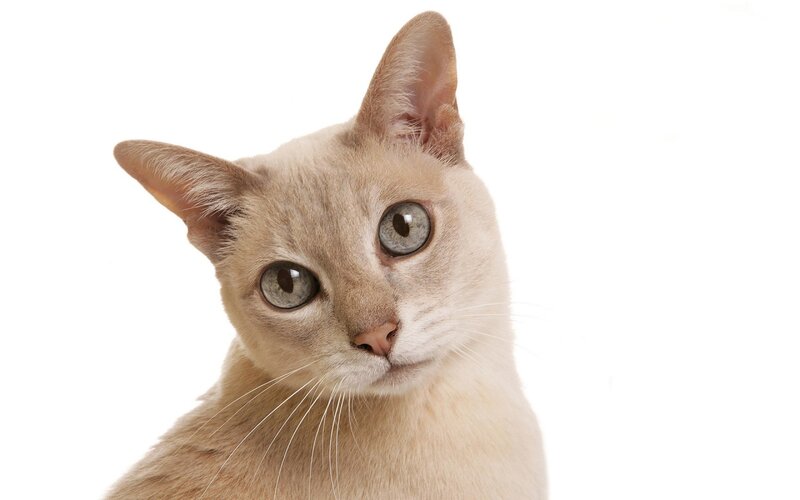 Light-colored Cat — White