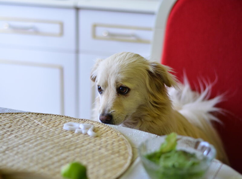 Light-colored Dog at Table