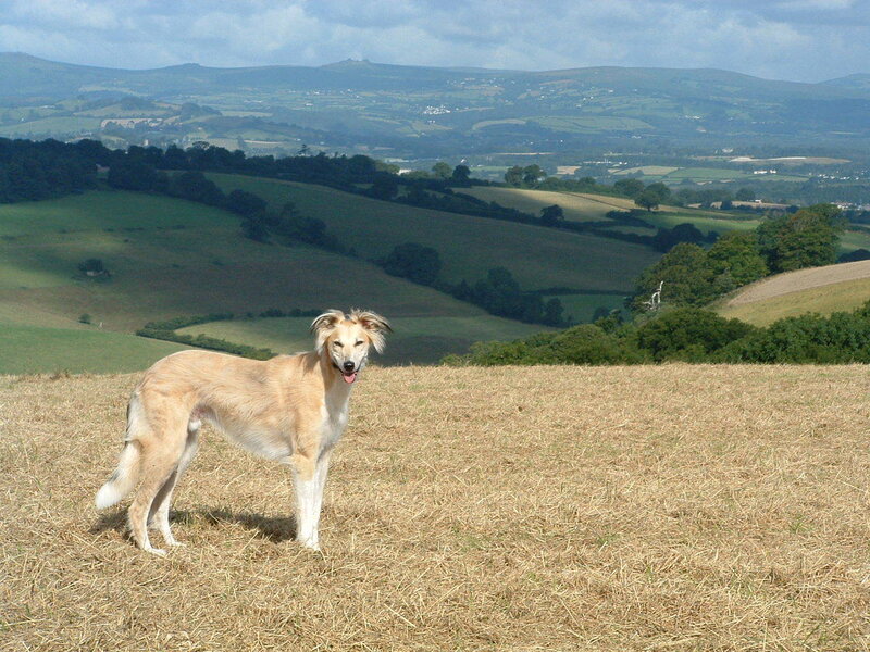 Light-colored Dog in Field