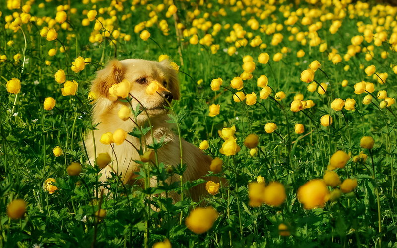 Light-colored Dog in Flowers