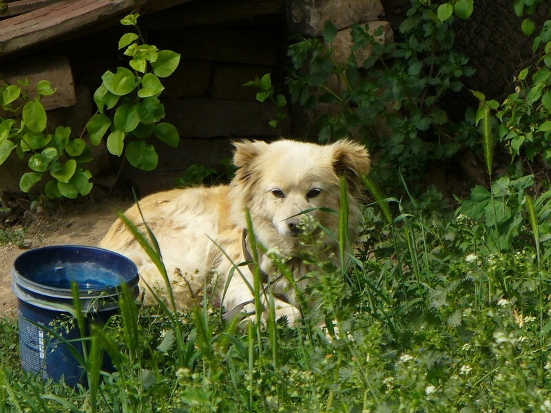 Light-colored Dog in Grass