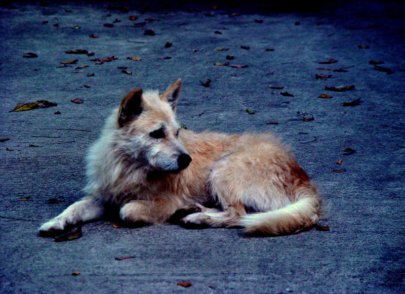 Light-colored Dog Lying — Blue