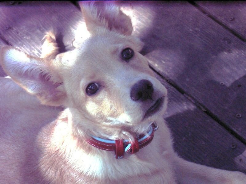 Light-colored Dog Lying Down