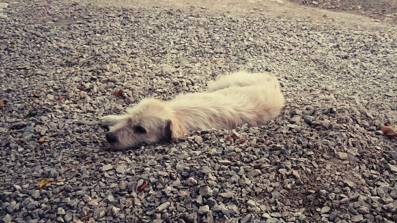 Light-colored Dog Lying — Gray