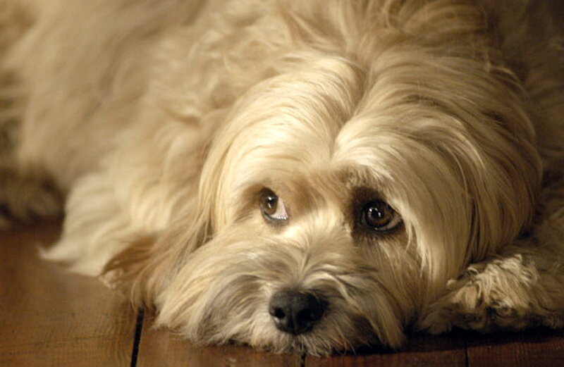 Light-colored Dog Lying