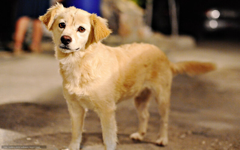 Light-colored dog on street