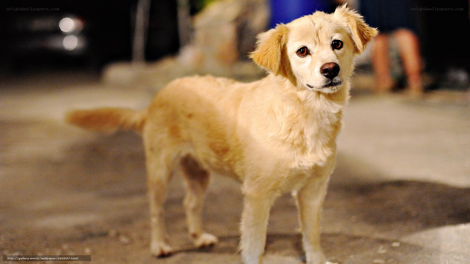 light-colored dog on street