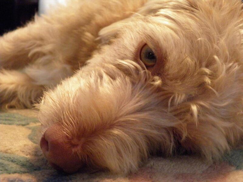 Light-colored Dog Resting