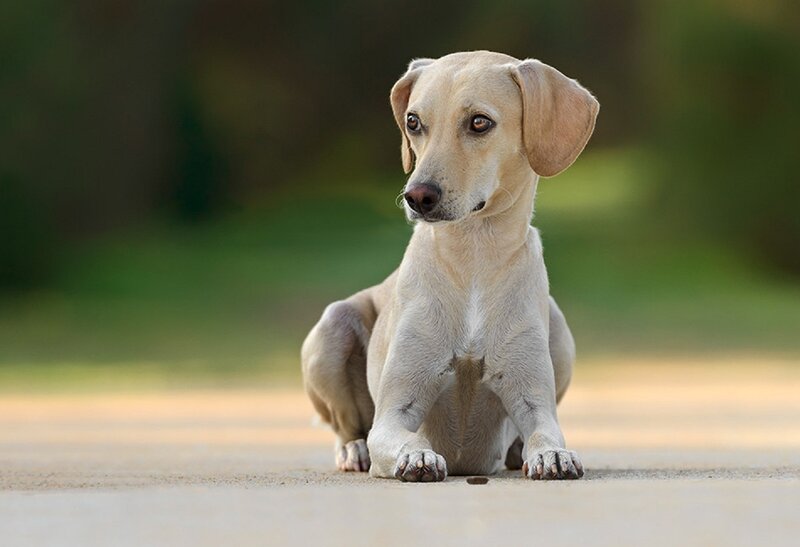 Light-colored Dog Sitting