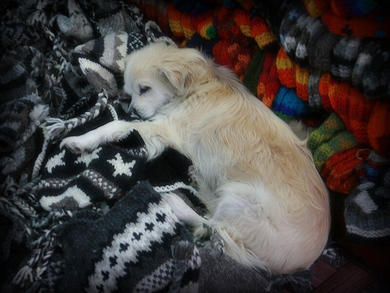 Light-colored Dog Sleeping